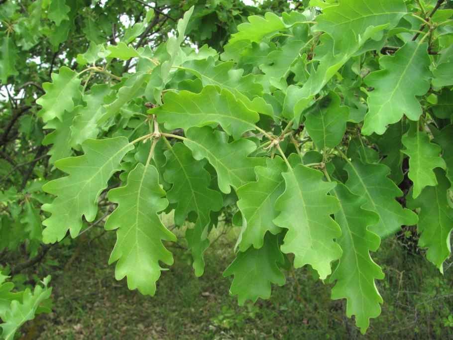 Quercus pubescens