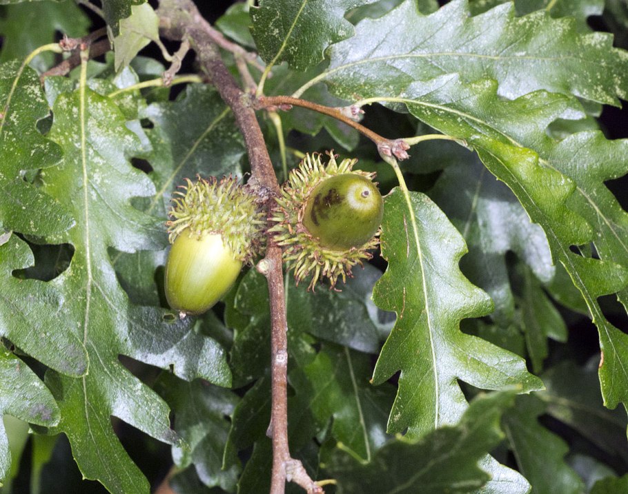 Quercus cerris турецкий дуб