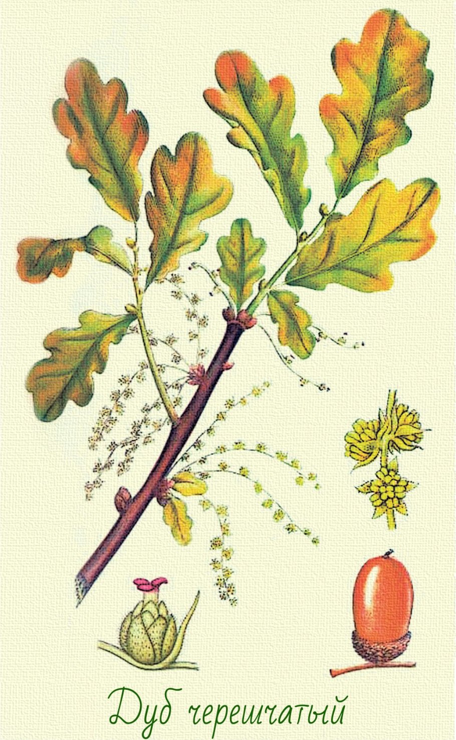 Дуб черешчатый Ботанический рисунок