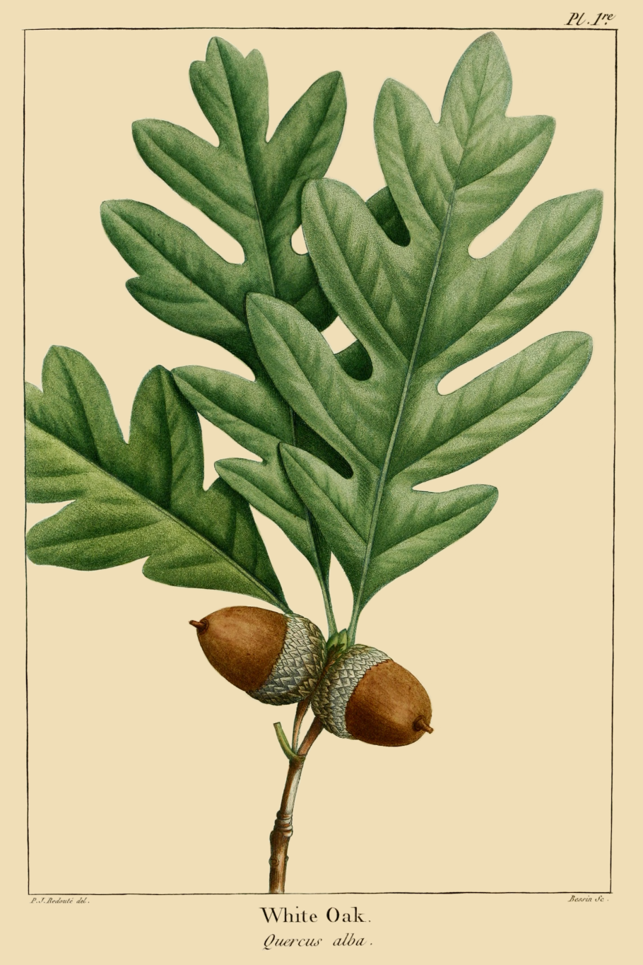 Дуб красный гербарий