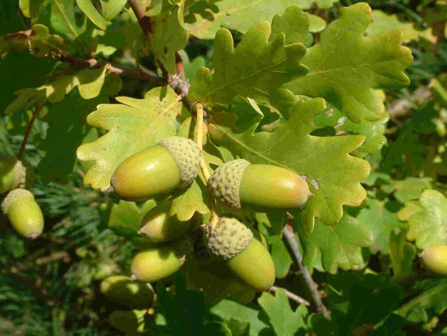 Дуб черешчатый (Quercus Robur)