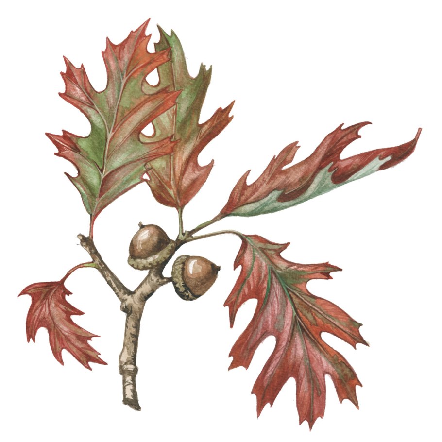 Дуб черешчатый (Quercus Robur)