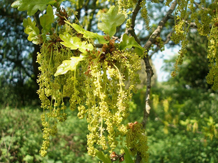 Кора дуба - Cortex Quercus