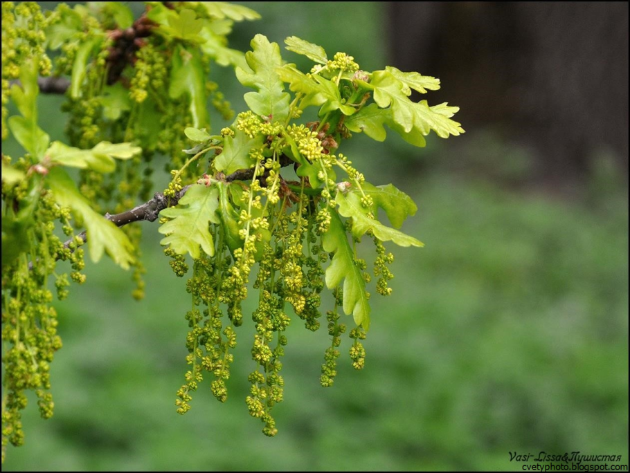 Дуб черешчатый цветение