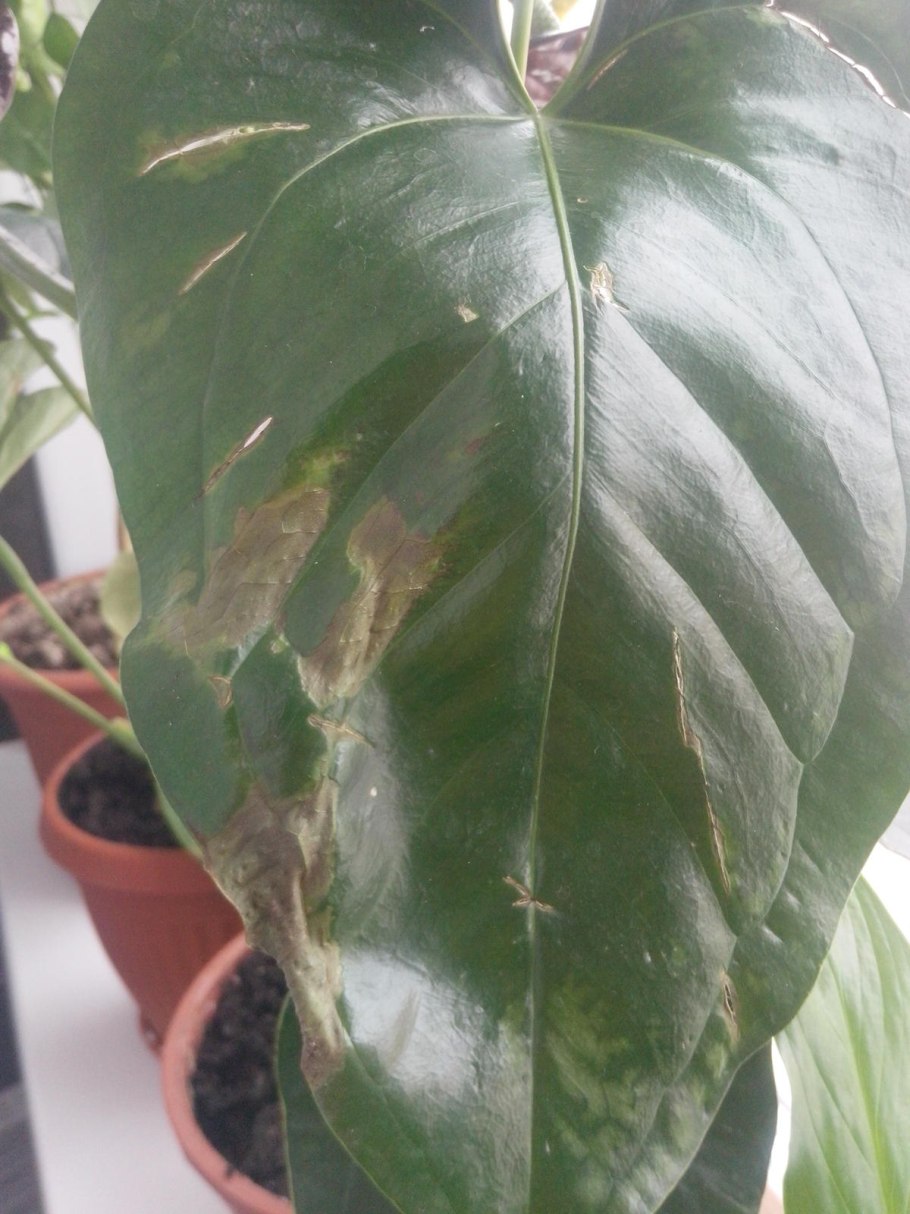 Антуриум лазающий