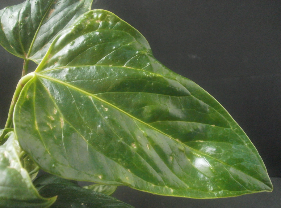 Антуриум листья бледные