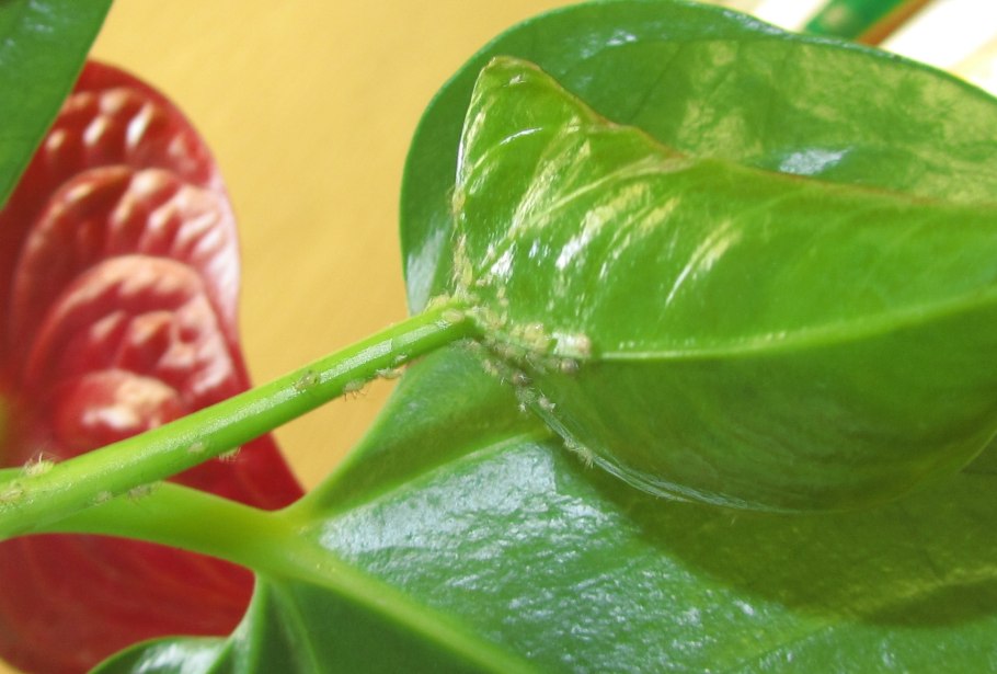 Покрывало у антуриума в трубочку