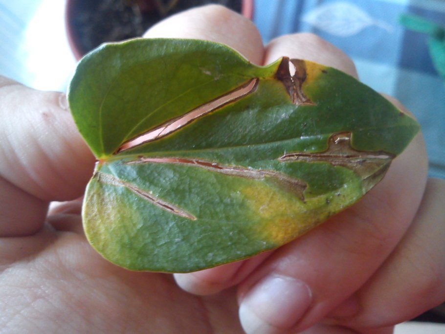 Антуриум фитофтороз