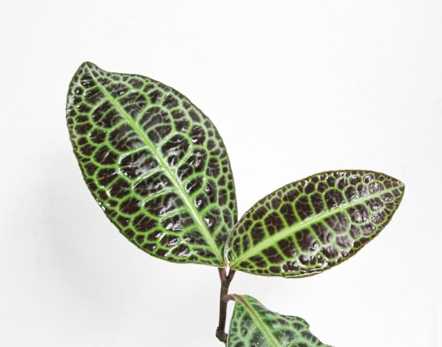 Антуриум болезни стебля