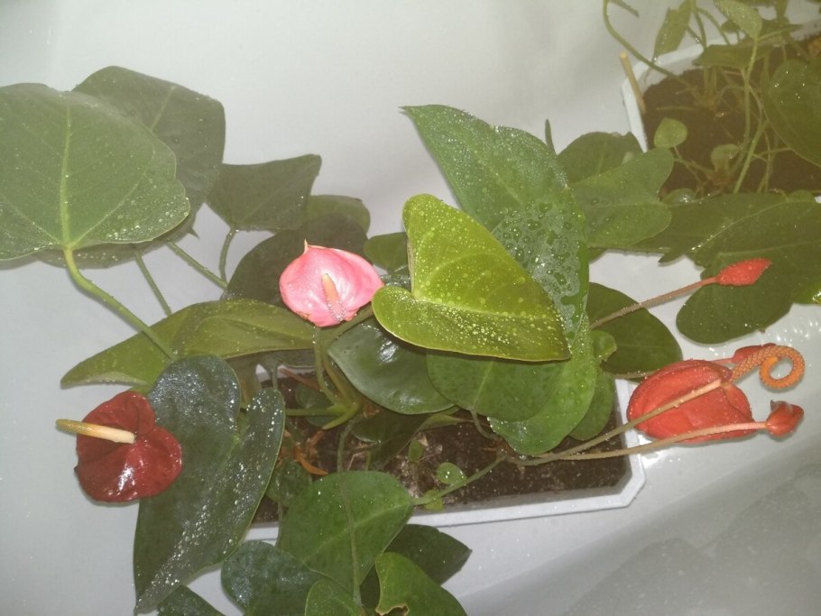 Трипсы на антуриуме