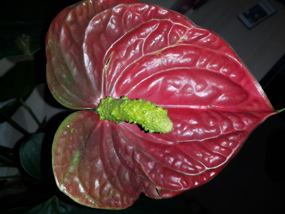 Антуриум паразиты на листьях