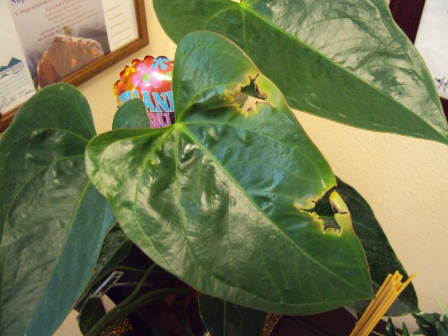 Антуриум фитофтороз