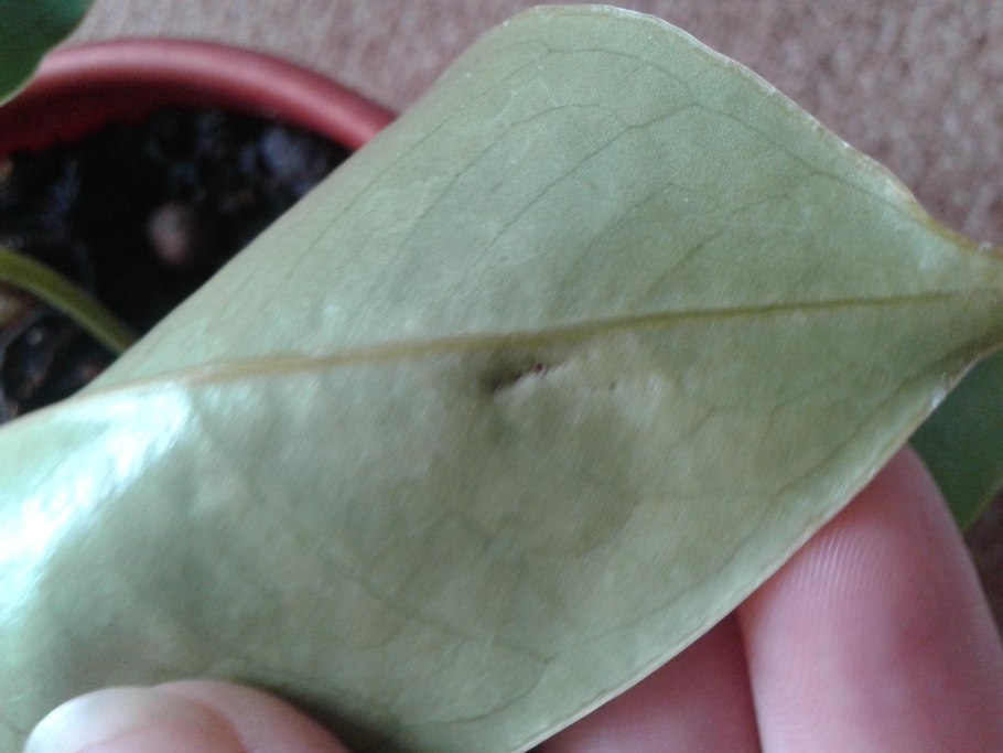 Септориоз антуриума