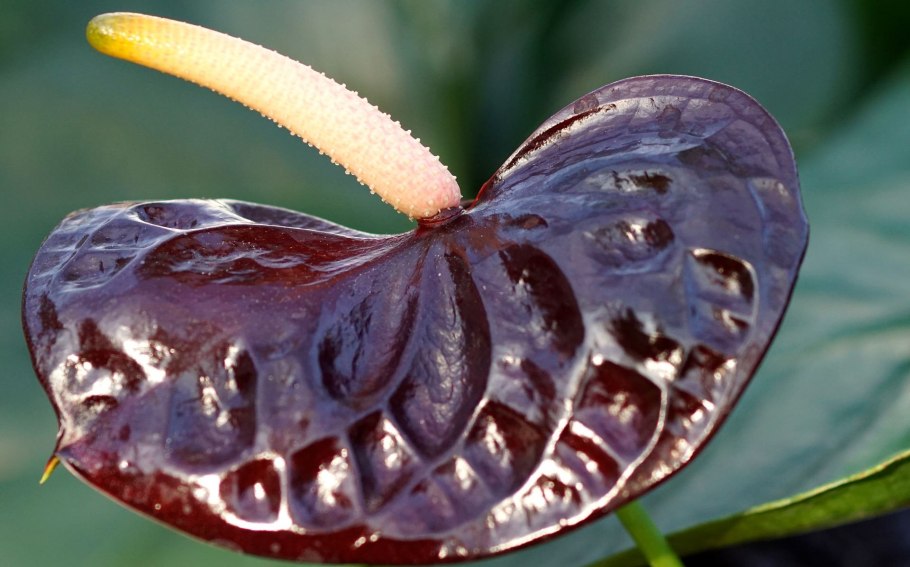 Anthurium balaoanum