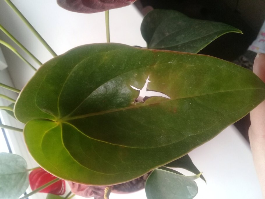 Щитовка на антуриуме