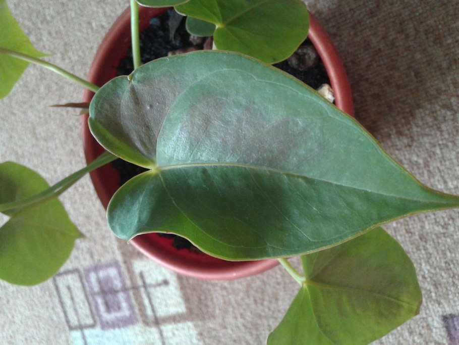 Трипсы на гибискусе