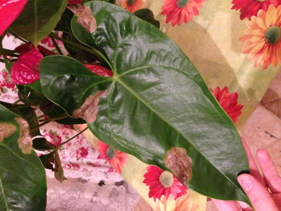 Щитовка на плюще