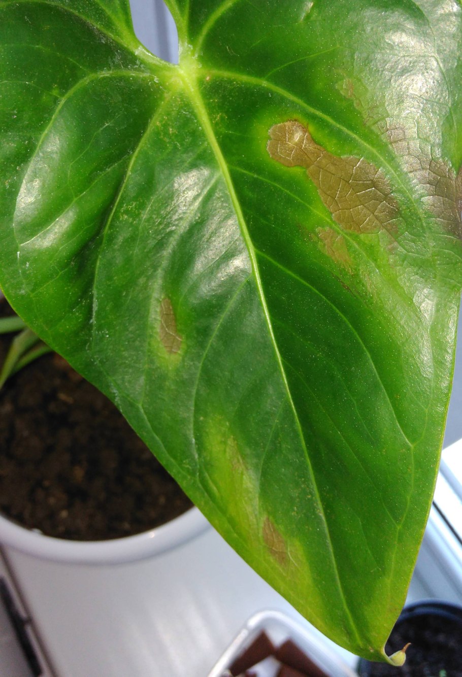 Щитовка и ложнощитовка