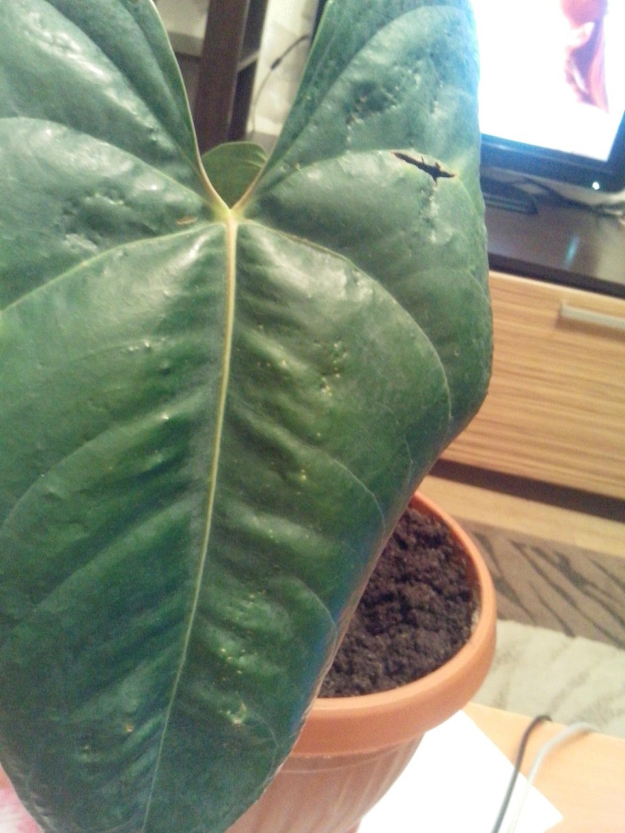 Щитовка на фикусе Бенджамина