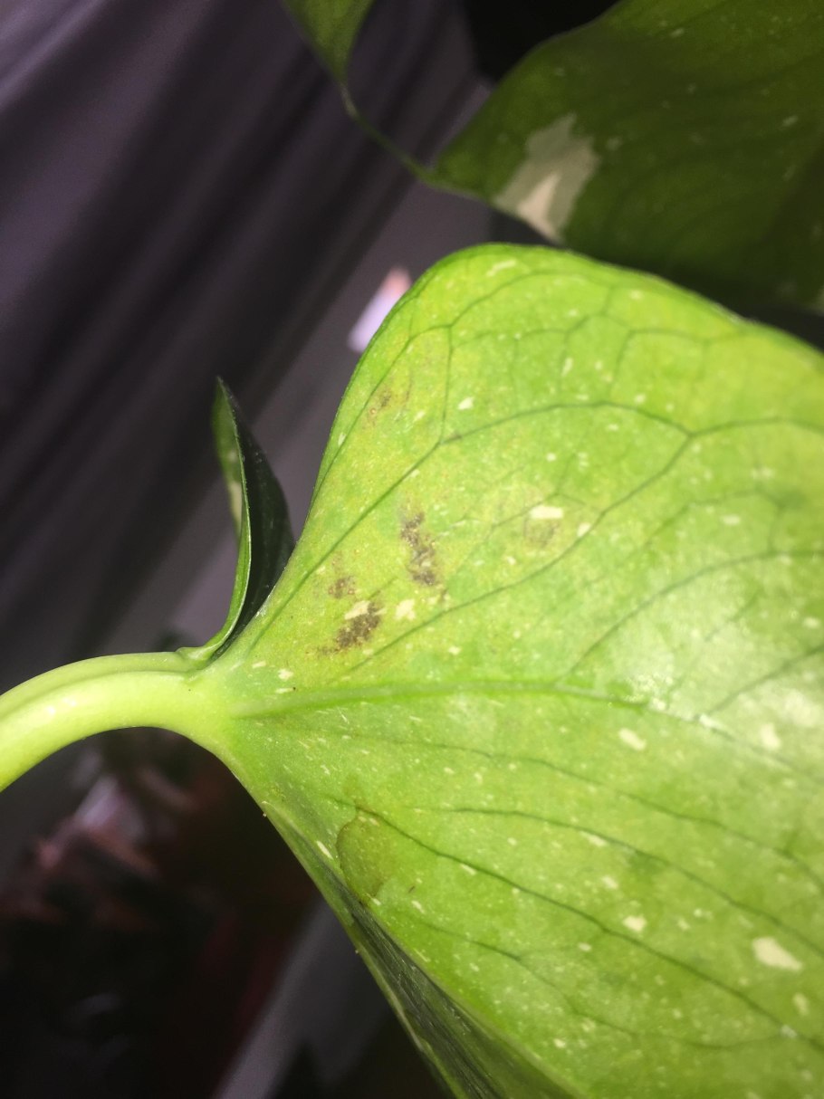 Трипсы на фиалках