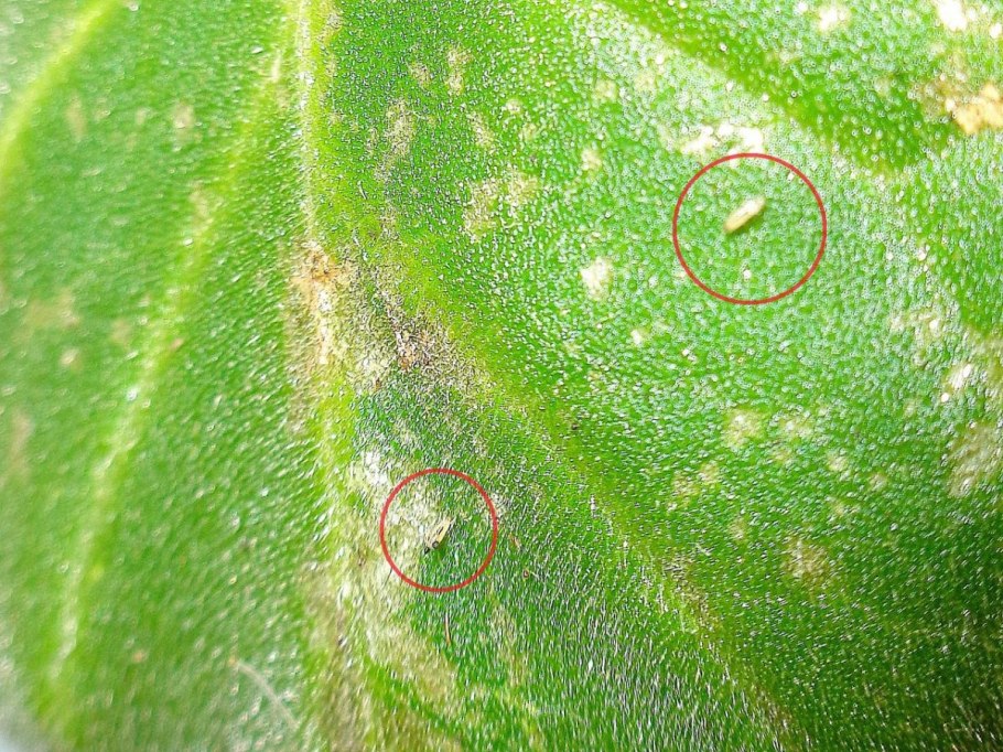 Антуриум фузариоз септориоз