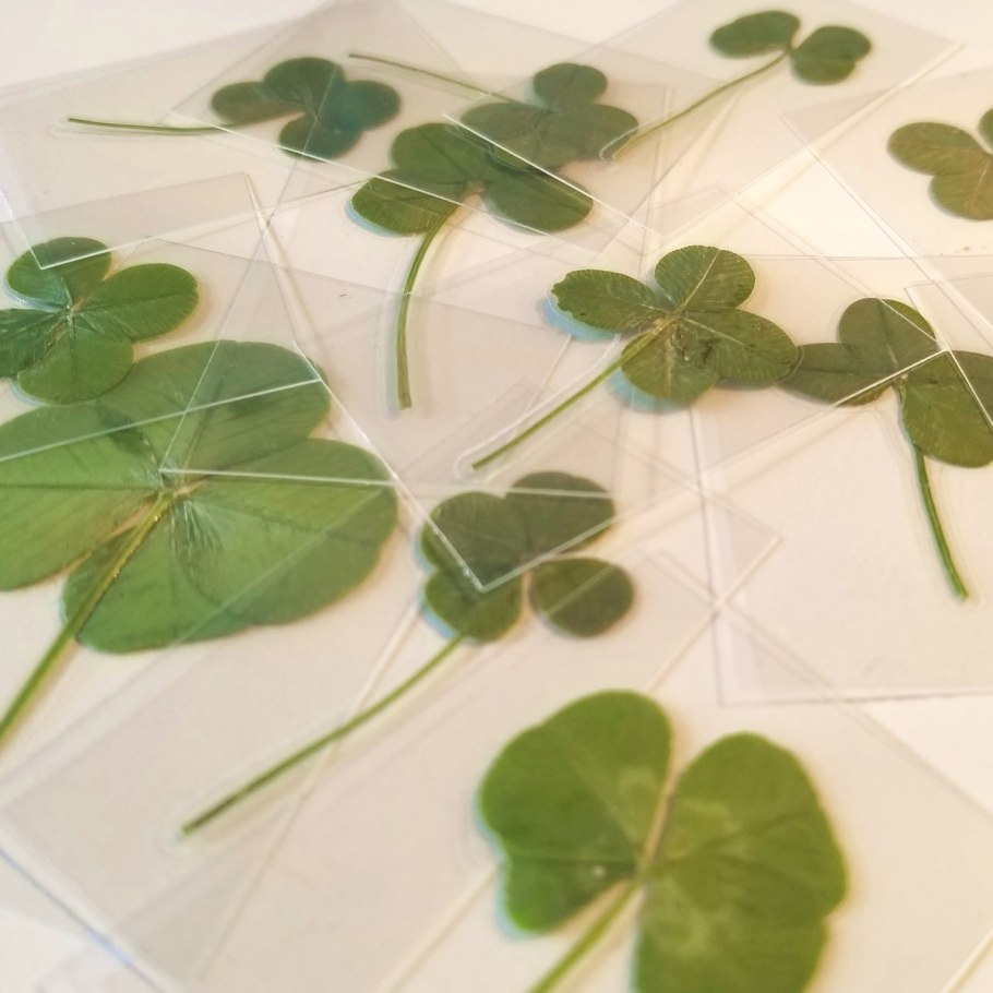 Прокопенко лучи Клевер цветёт