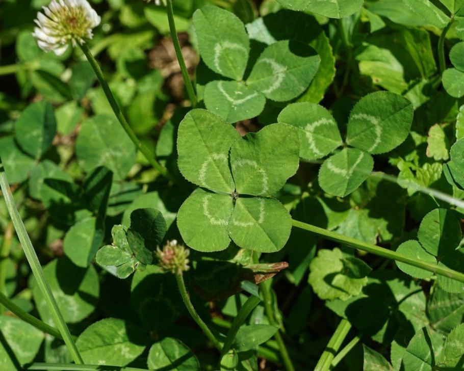 Клевер растение четырехлистный Клевер
