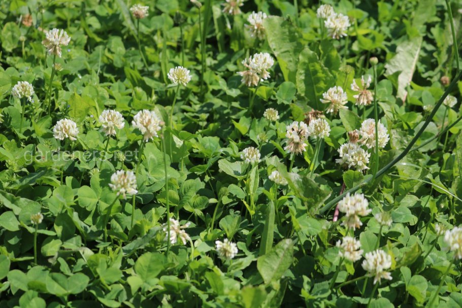 Клевер Мотыльковые