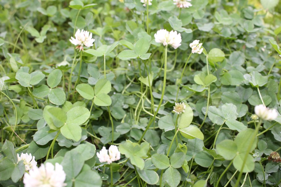 Клевер четырехлистный настоящий