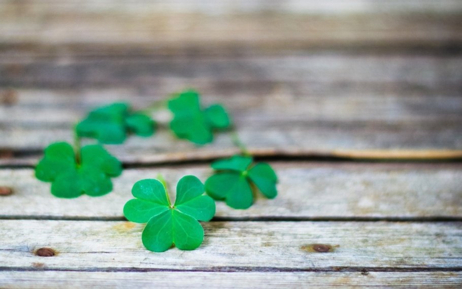 Клевер любви