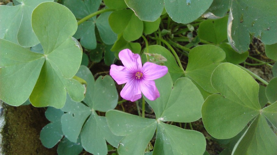 Кислица Клевер