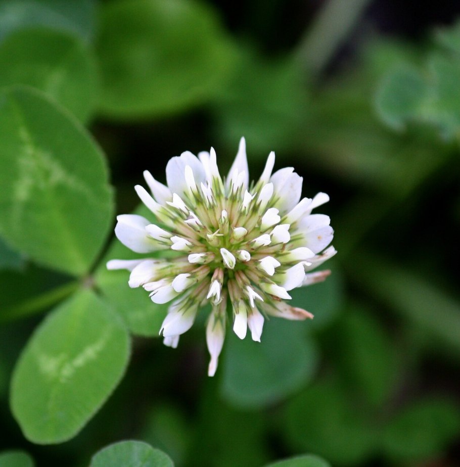 Сколько цветет Клевер