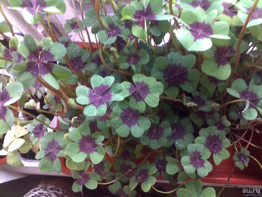 Клевер видовое разнообразие