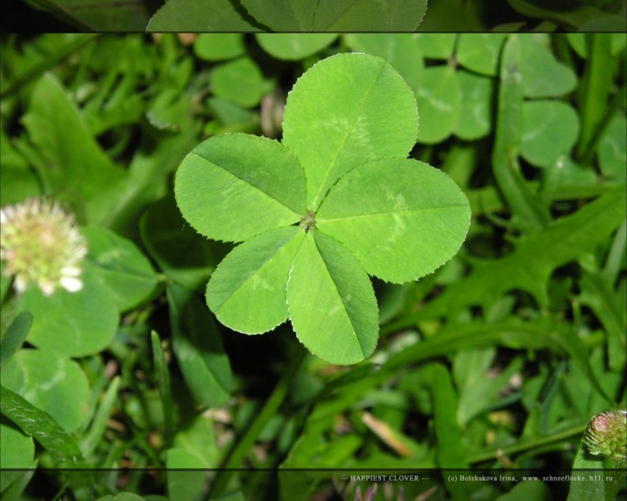 Клевер полевой гербарий