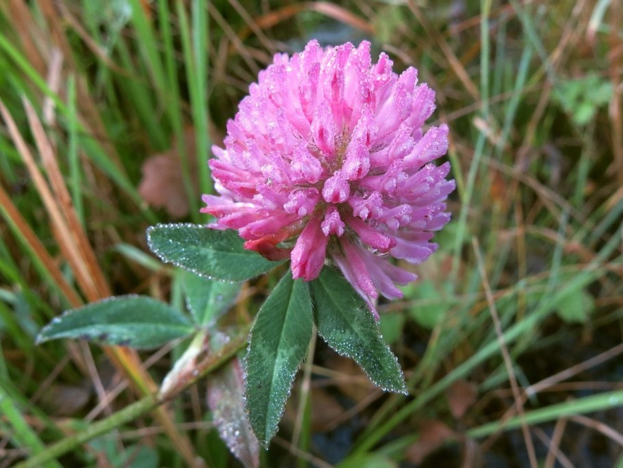 Лике Клевер