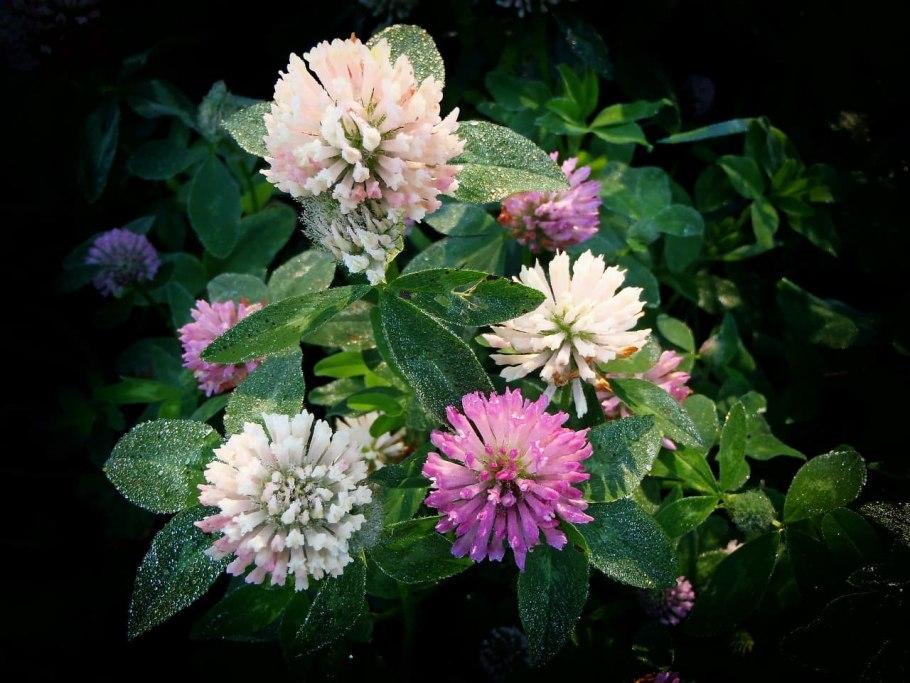 Клевер Луговой Ботанический рисунок