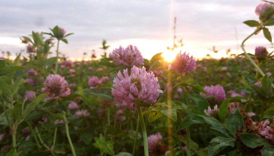 St. Patrick's Clover