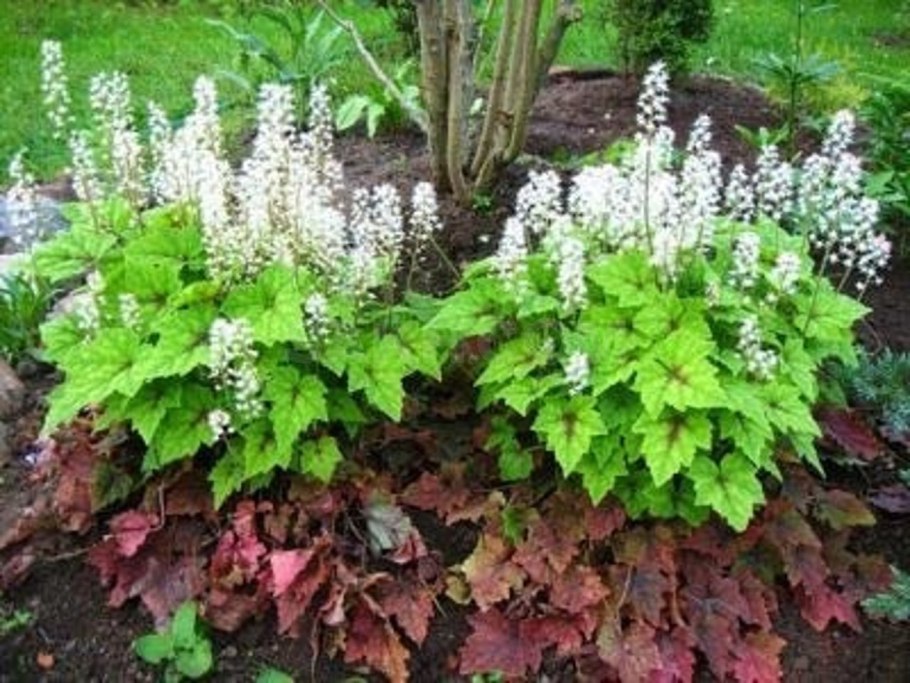 Астильба и Флоксы