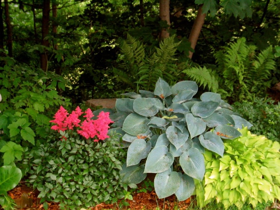 Дерен и Хоста