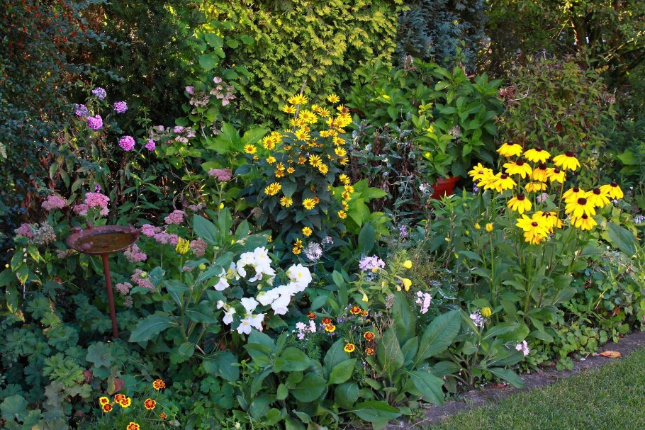 Астильба рабатка