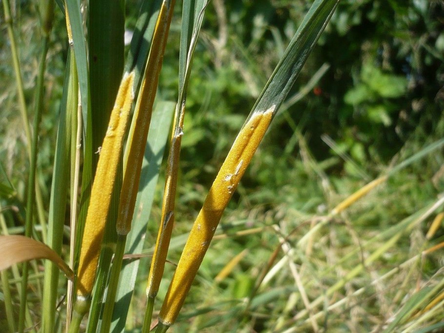 Anthoxanthum odoratum