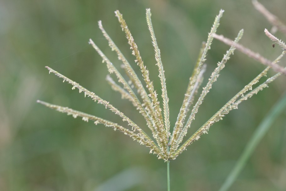 Arrhenatherum elatius Fruit
