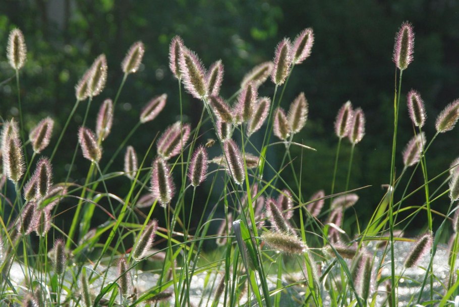 Китай свечи из насекомых и злаковых растений