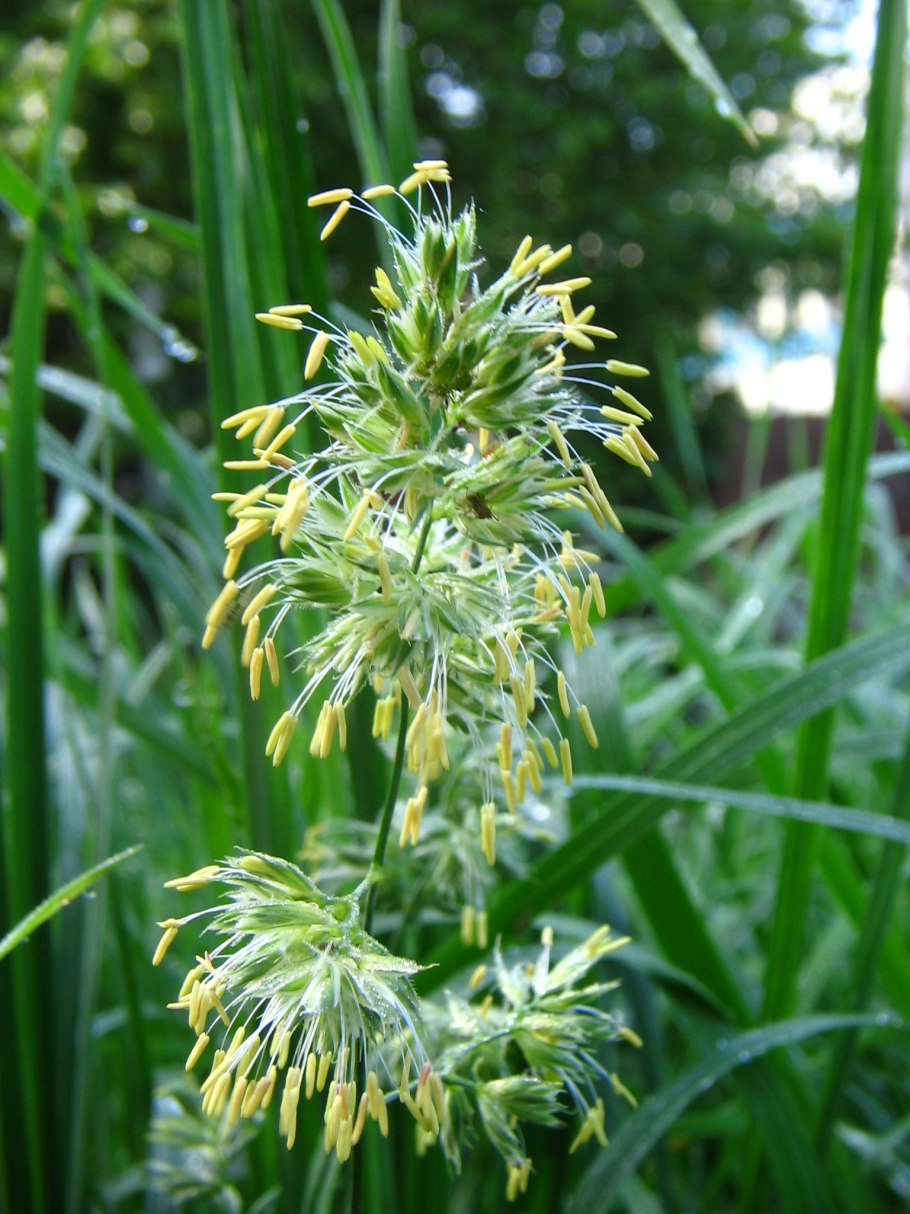 Triticum vulgare гербарий