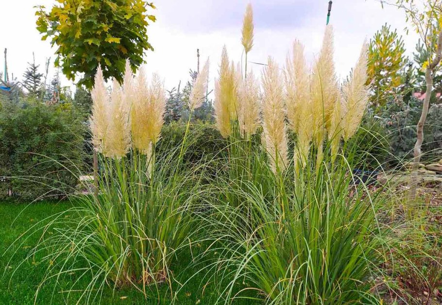 Кардаднотя пампасгая трава