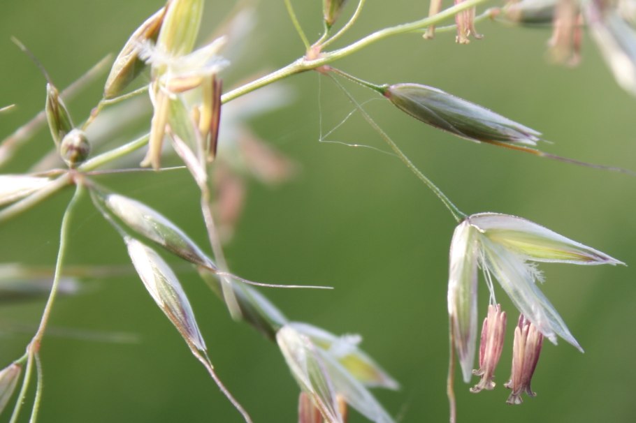 Вейник тростниковидный