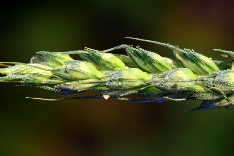 Просо прутьевидное (Panicum virgatum Rotstrahlbusch)