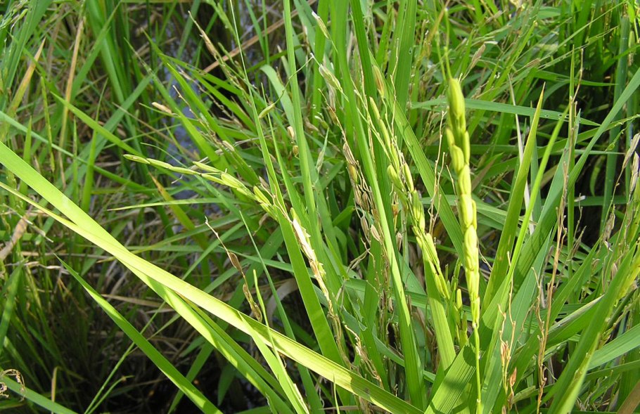 Oryza sativa