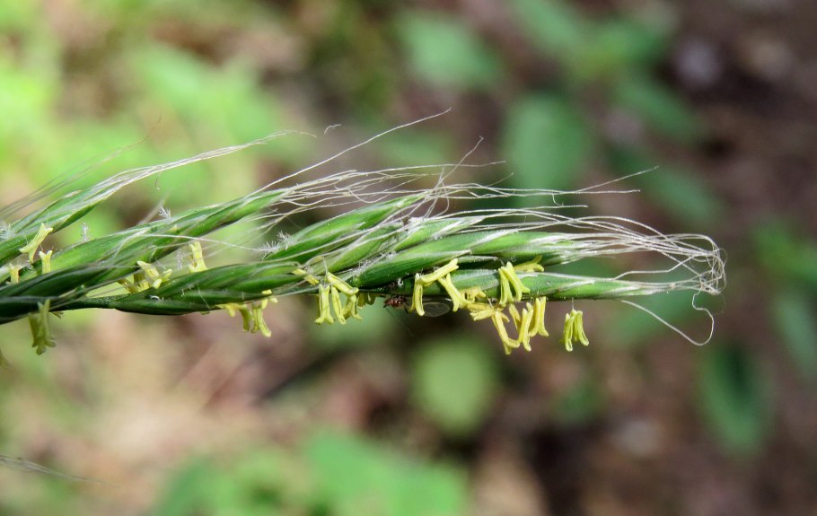 Зубровка душистая (Hierochloë odorata)