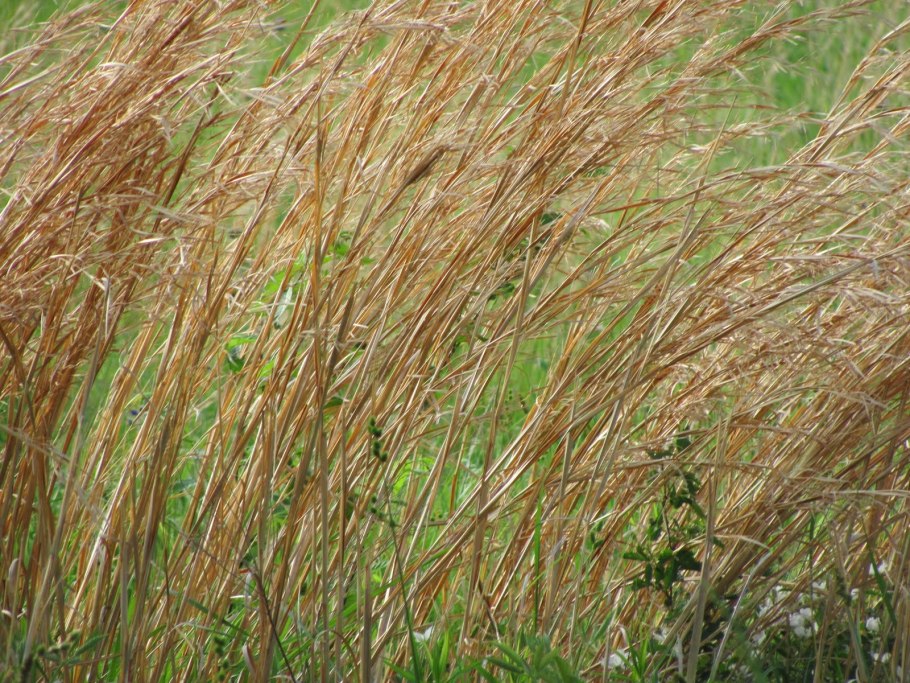 Хлорис гайанска